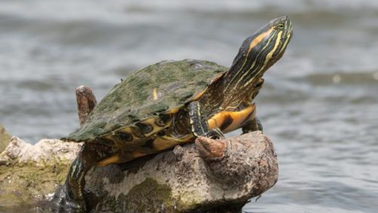 Galápago de Florida.
