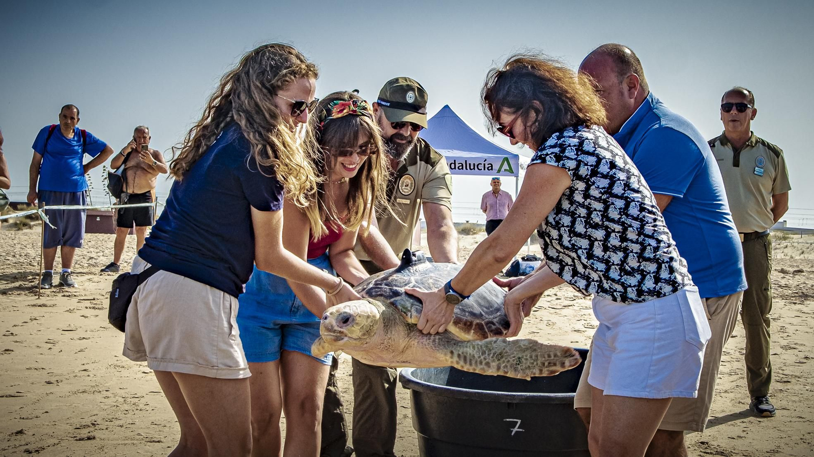 Las imágenes de la vuelta al mar de tres tortugas marinas en la playa de Cortadura, en Cádiz.