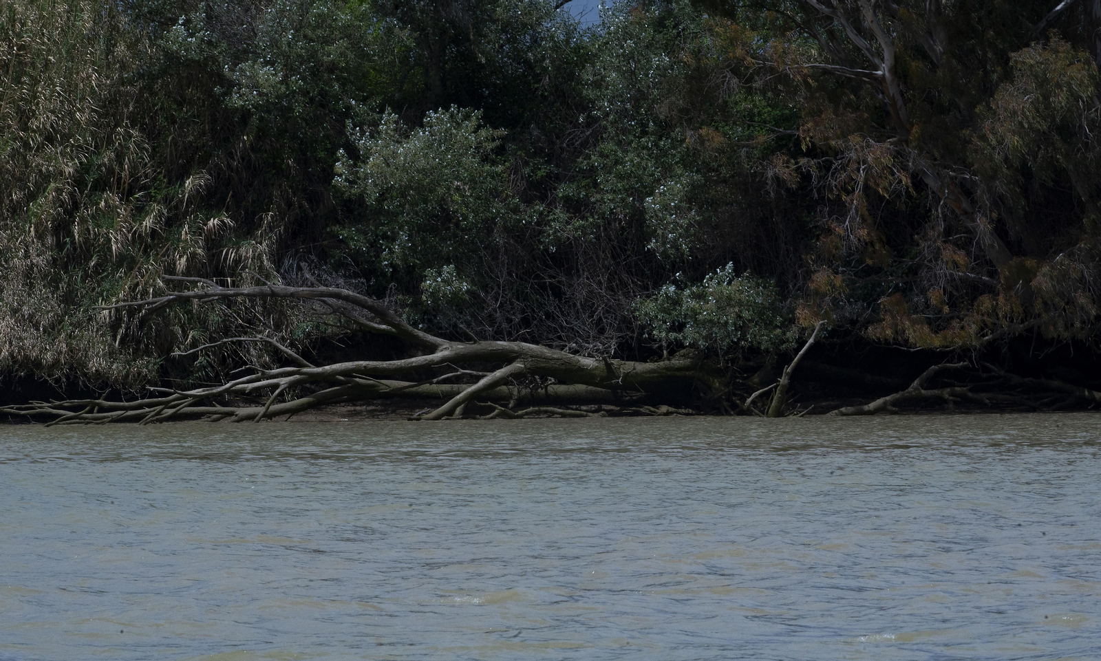 Travesía en barco por el Guadalquivir