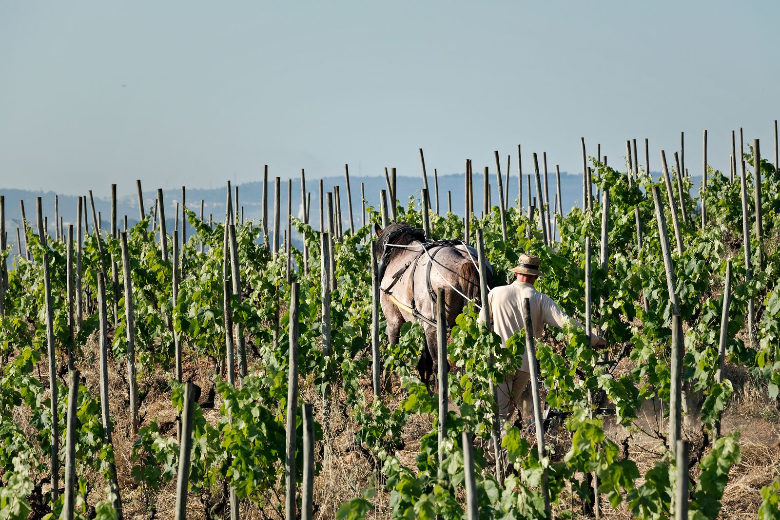 Un operario con su caballo en un viñedo ecológico y biodinámico de Recaredo.