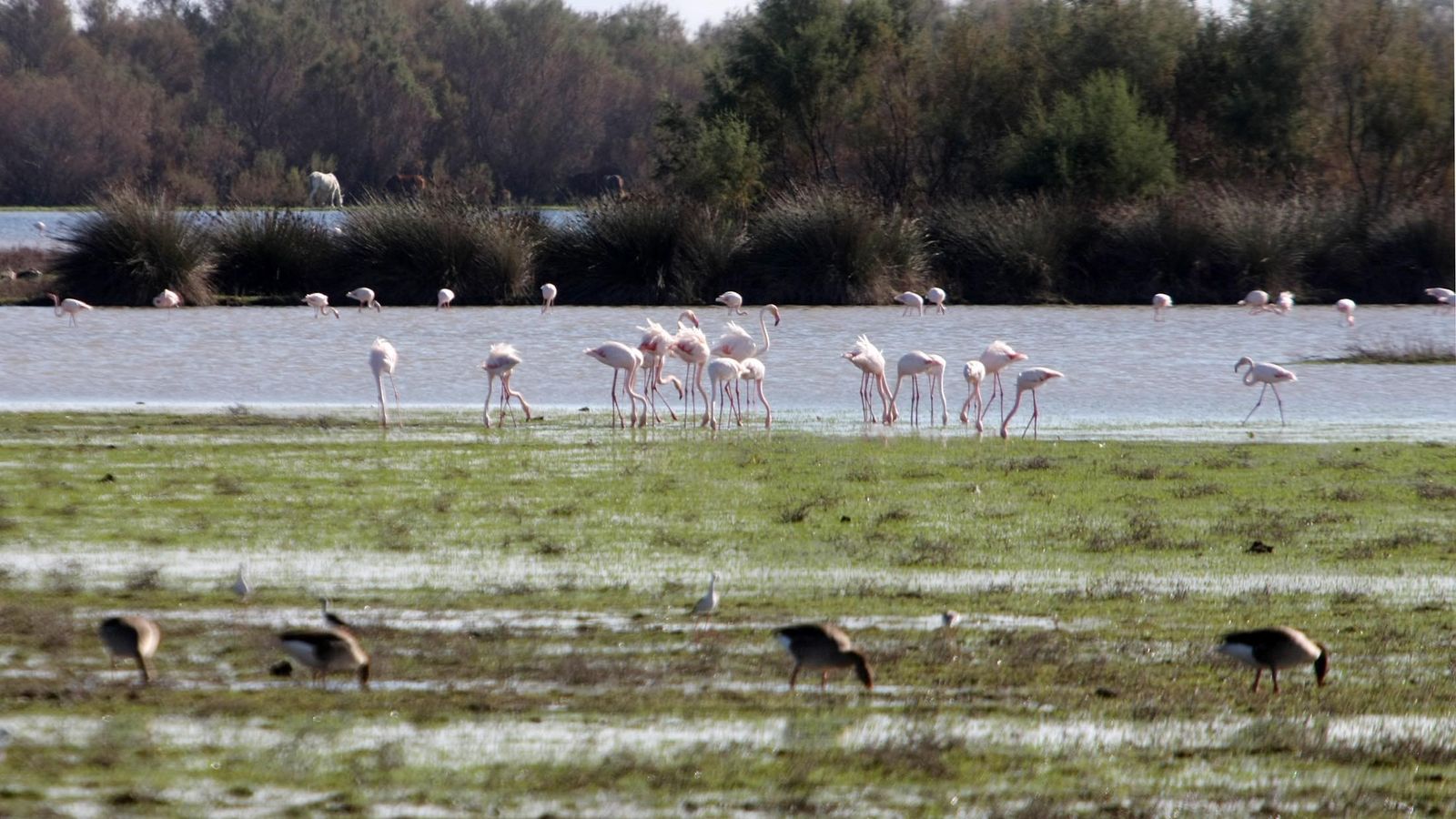 Flamencos en las marismas de Doñana.