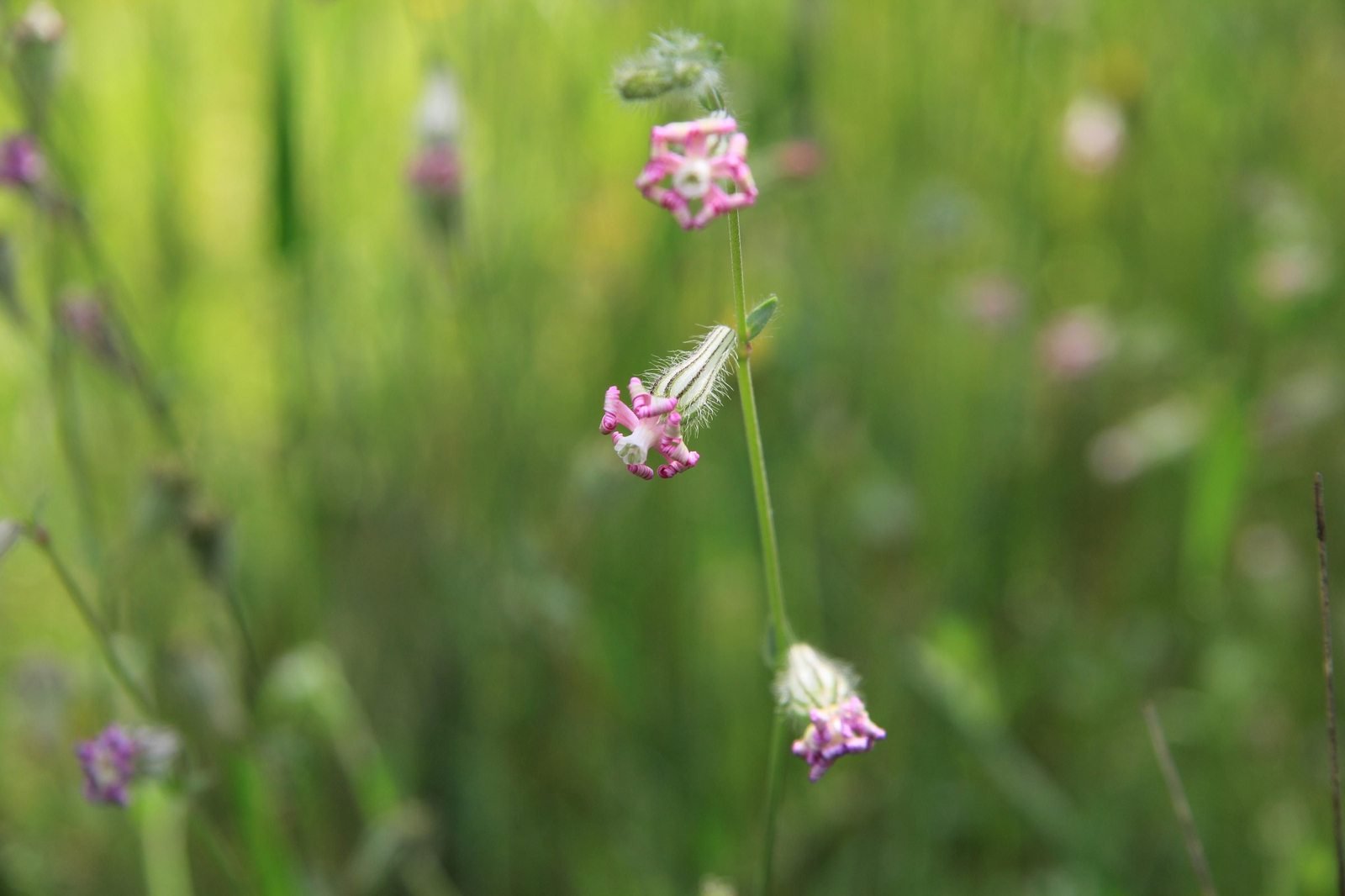 Las fotografías de la primavera en Los Pedroches