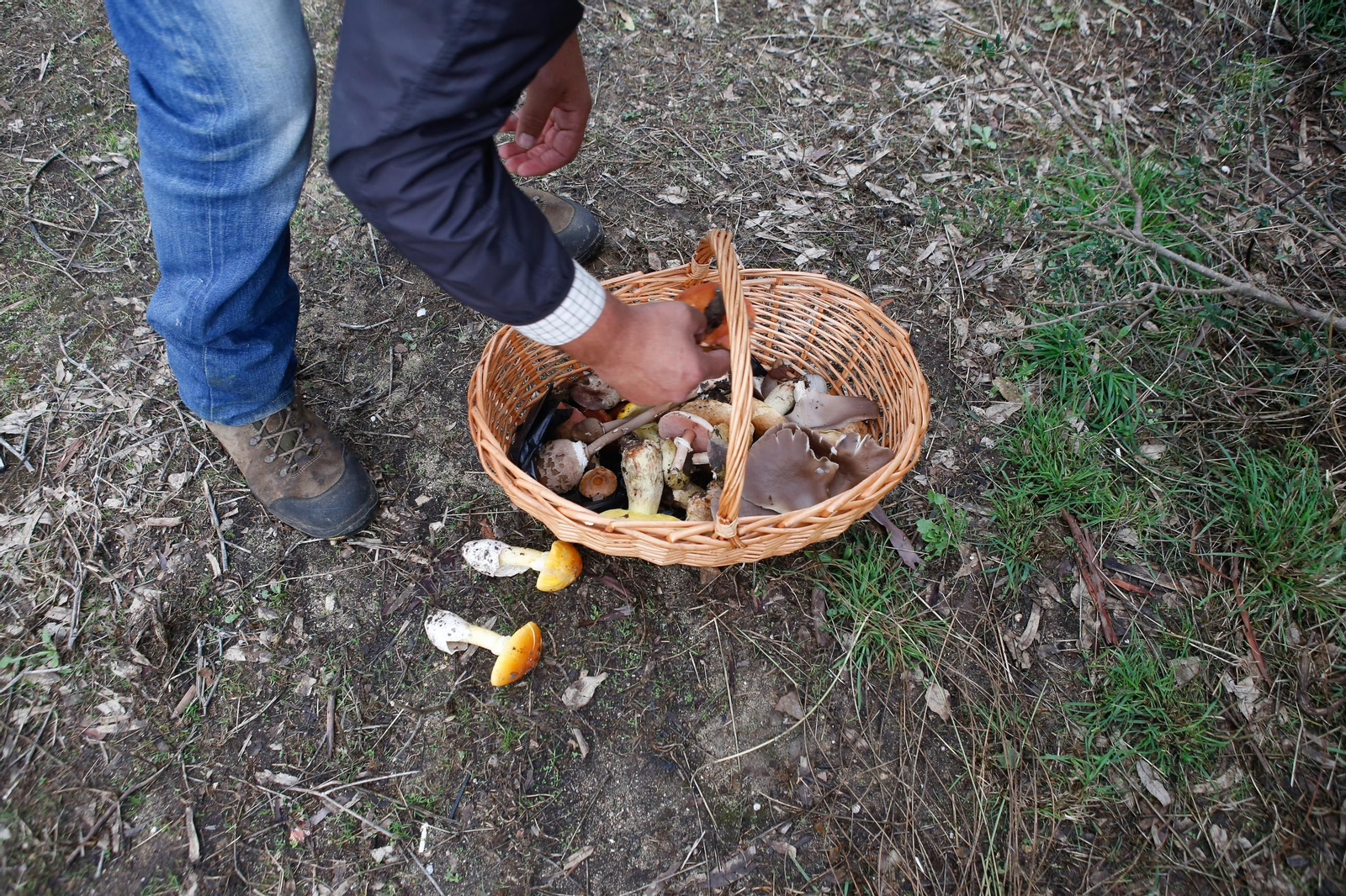 Las fotos de las XII Jornadas Micológicas del Estrecho en Los Barrios