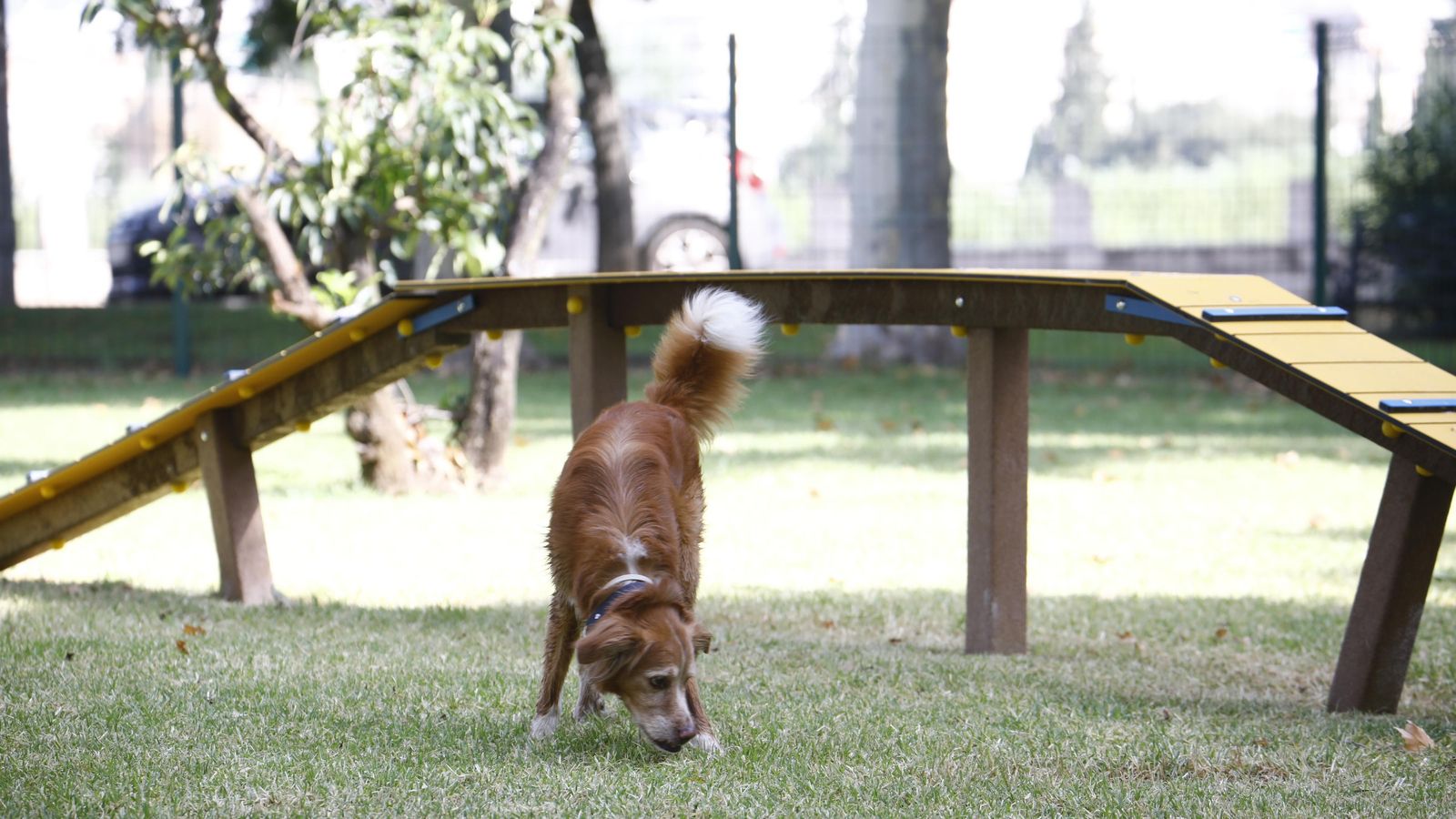 Un perro pasea por el parque canino de Fray Albino.