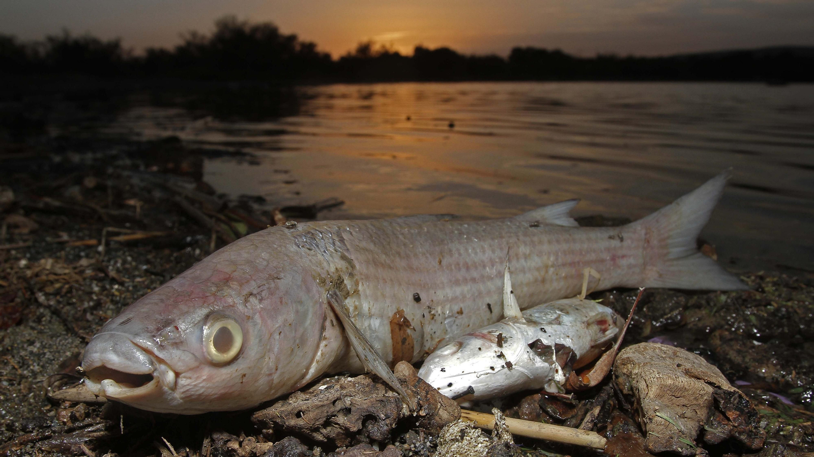 Fotos del estuario del río Guadiaro en San Roque