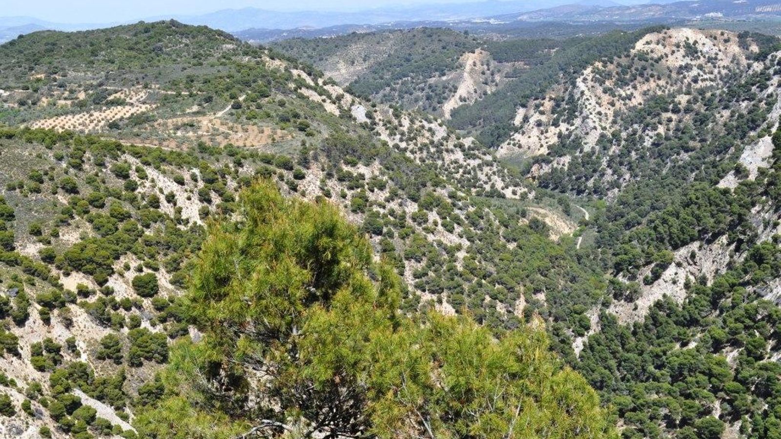 Vista del arroyo Marín.