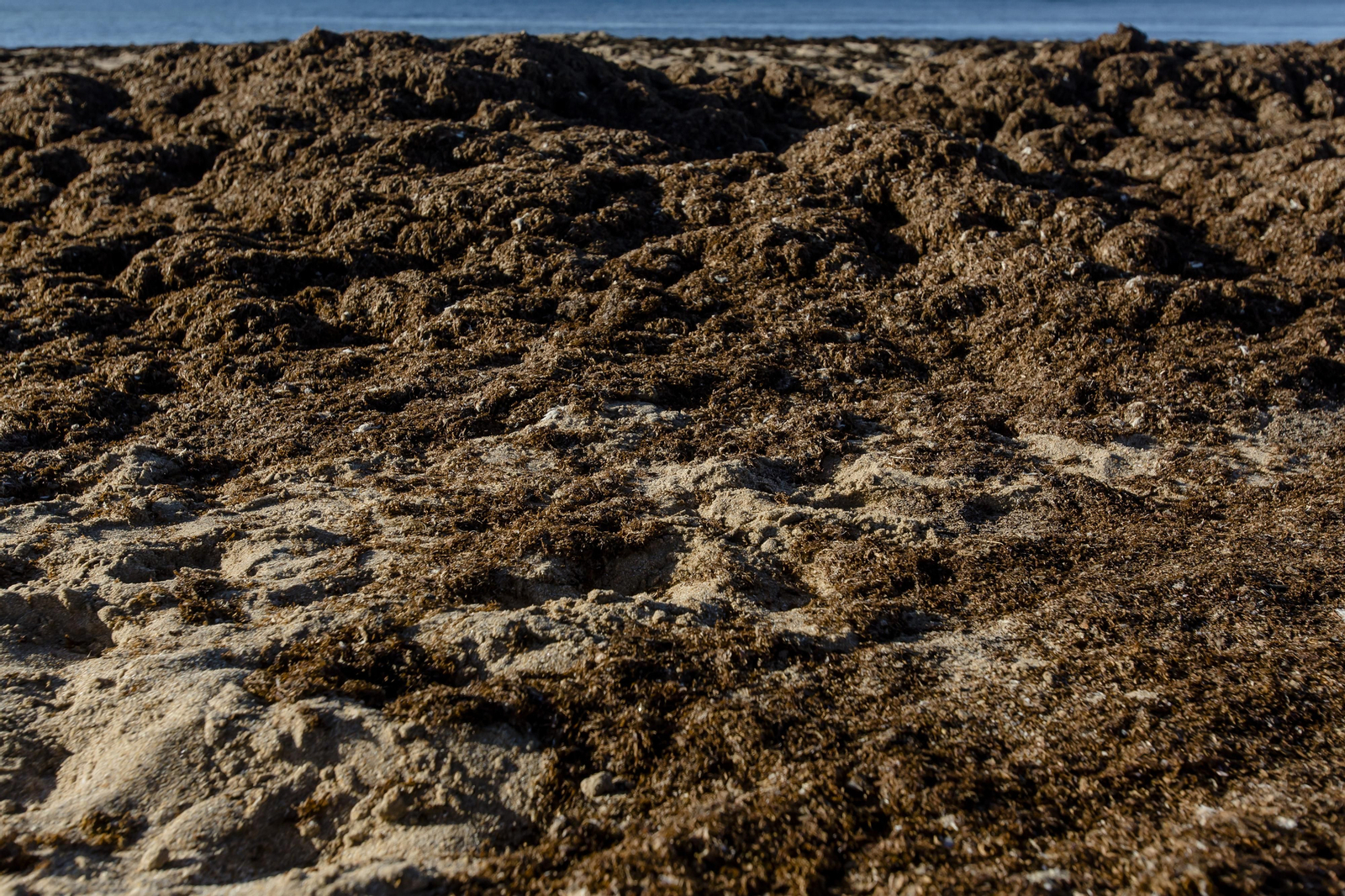 El alga asiática invade de nuevo la playa de Los Caños de Meca