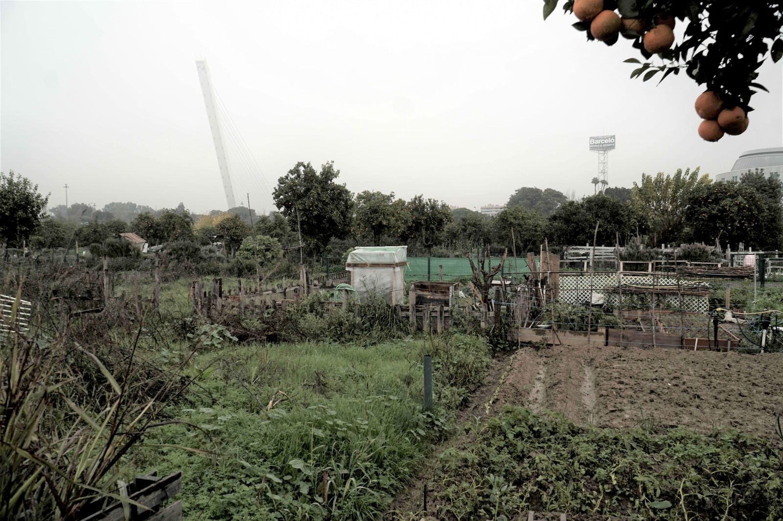 Una vista de los huertos del Alamillo, en la zona de los naranjales cercana al Hotel Barceló.