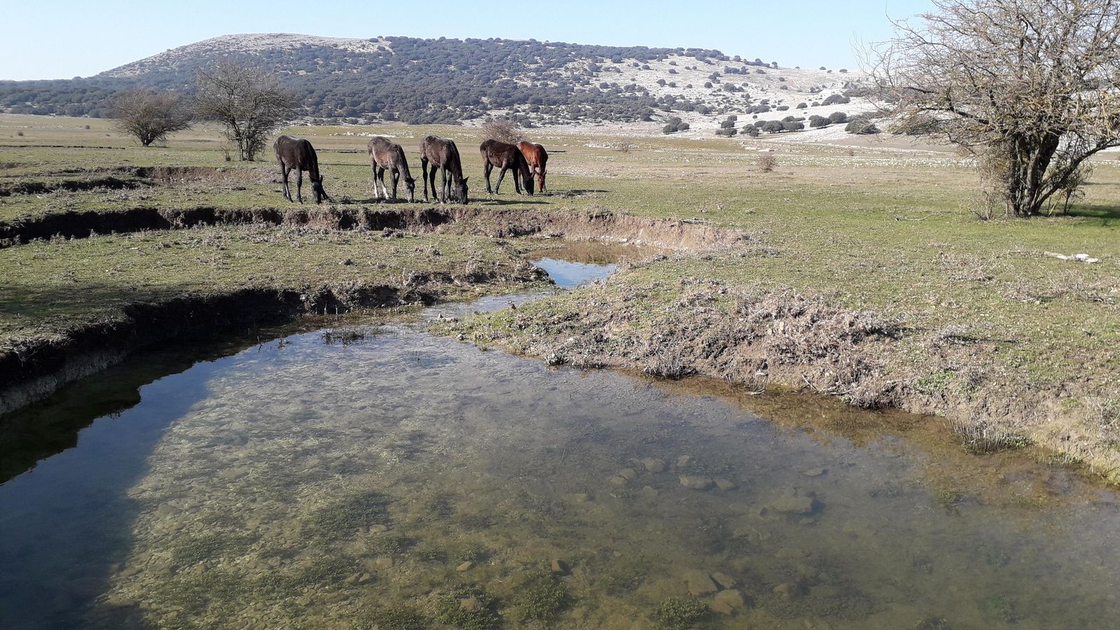 Unos potros pastan en el meandro del Bailón.