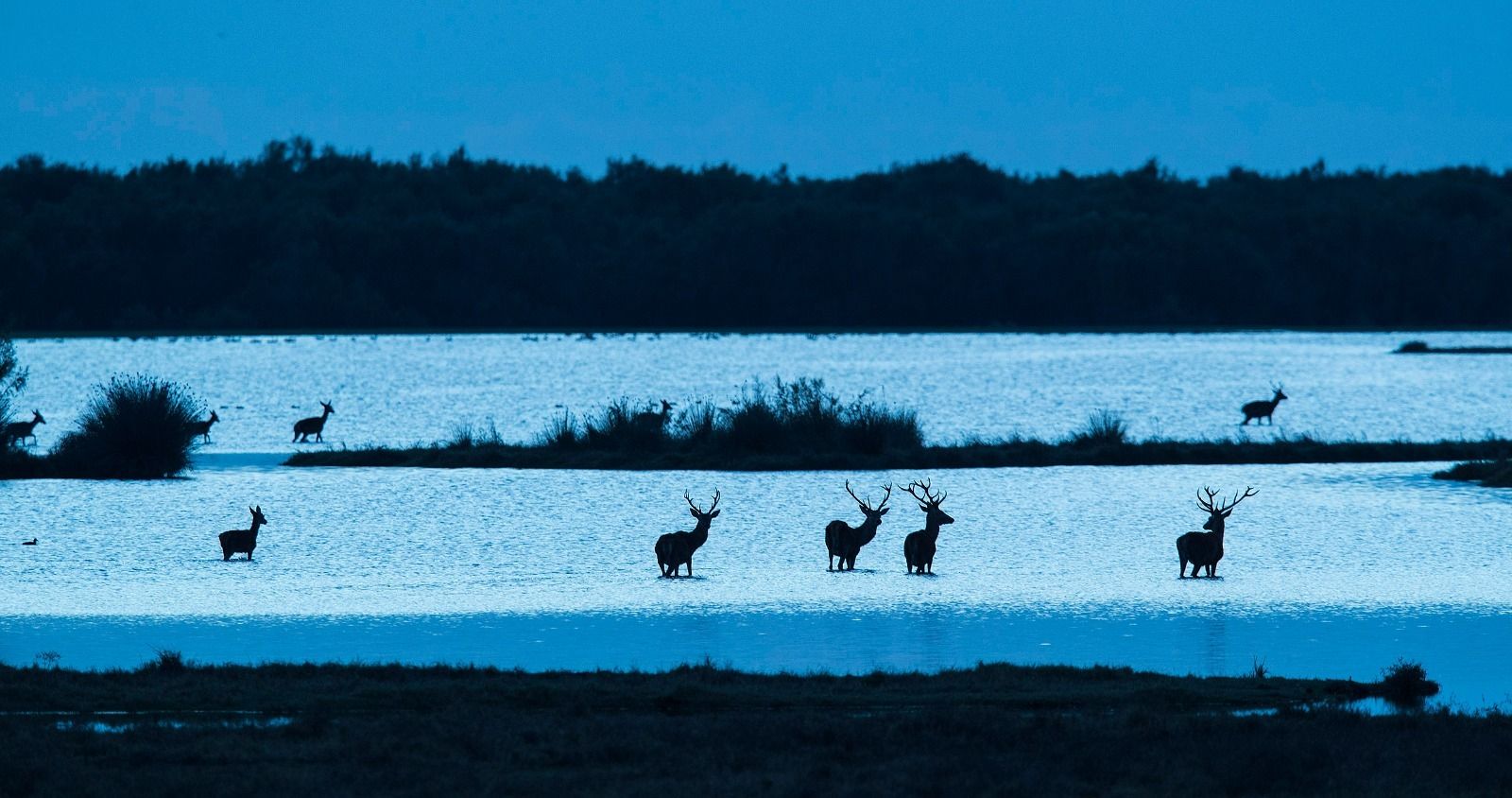 Ciervos al atardecer en las lagunas de Doñana.