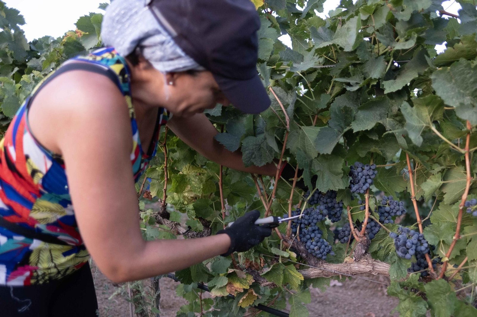 La vendimia de la Serranía, en imágenes