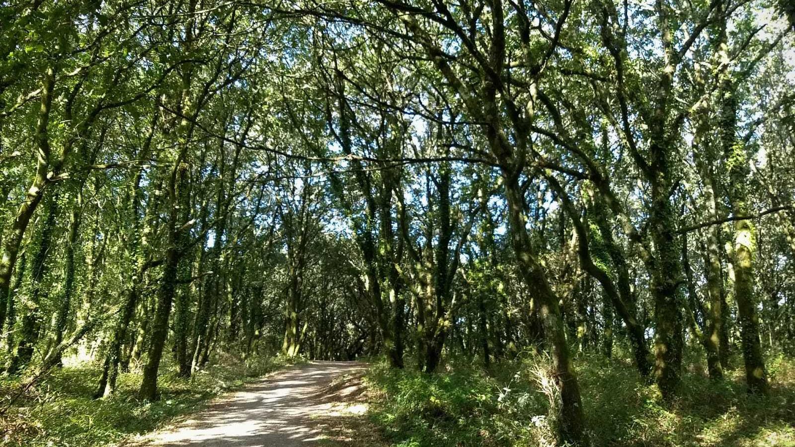 Densos bosques antes de entrar en Santiago.