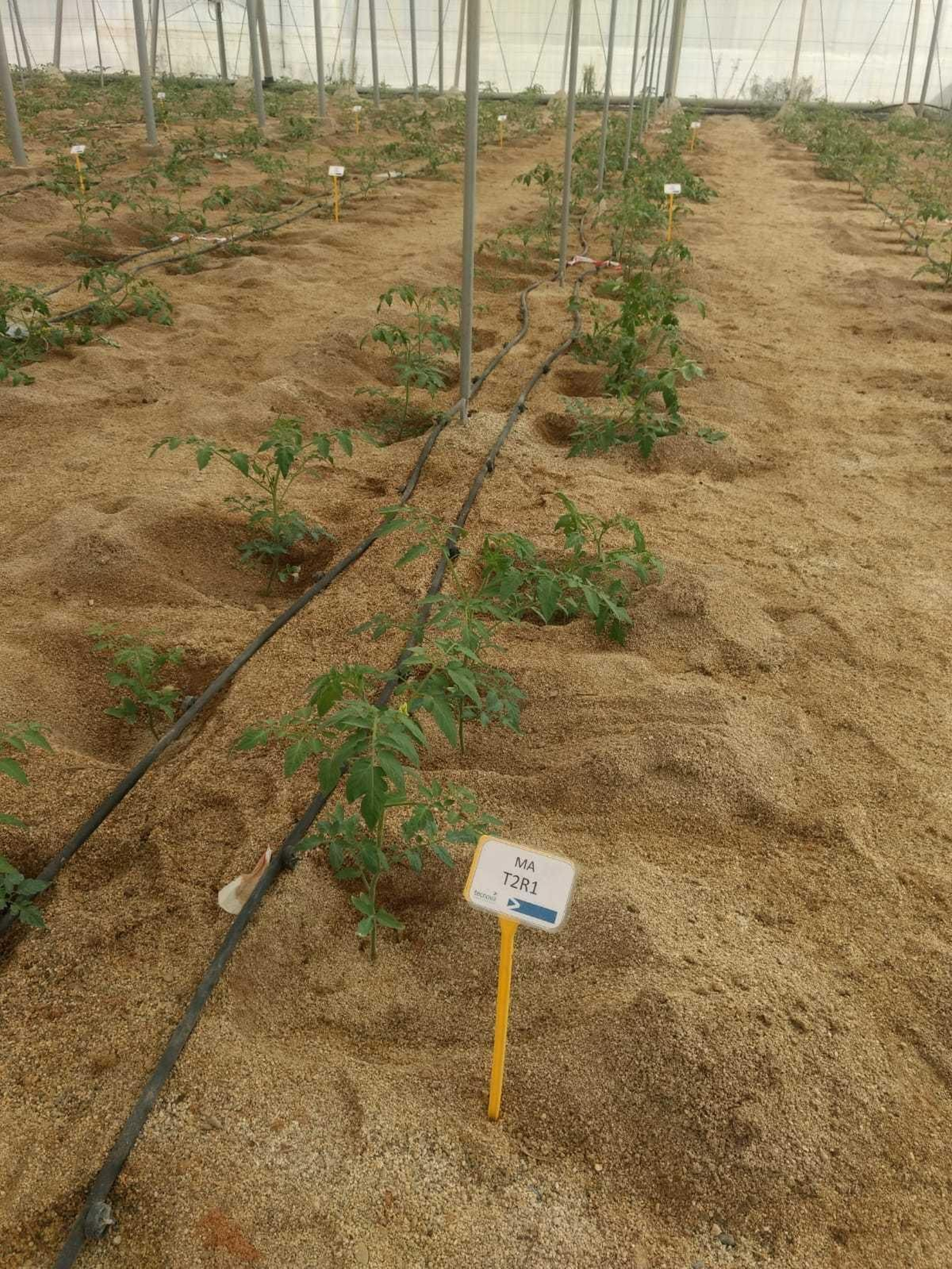 Ensayo de Ecoculture.