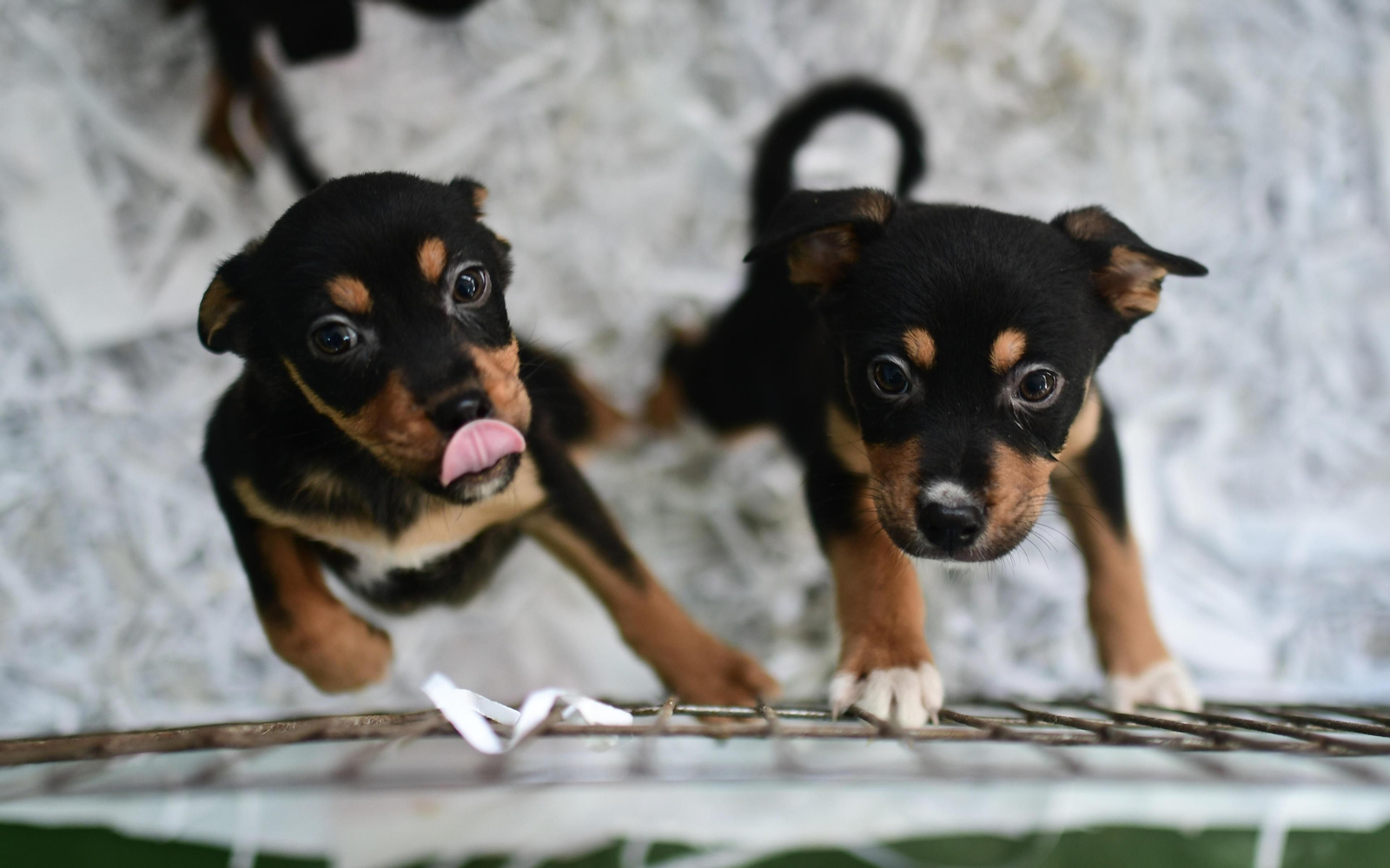 Mascotas que esperan dueño en las perreras de Sadeco