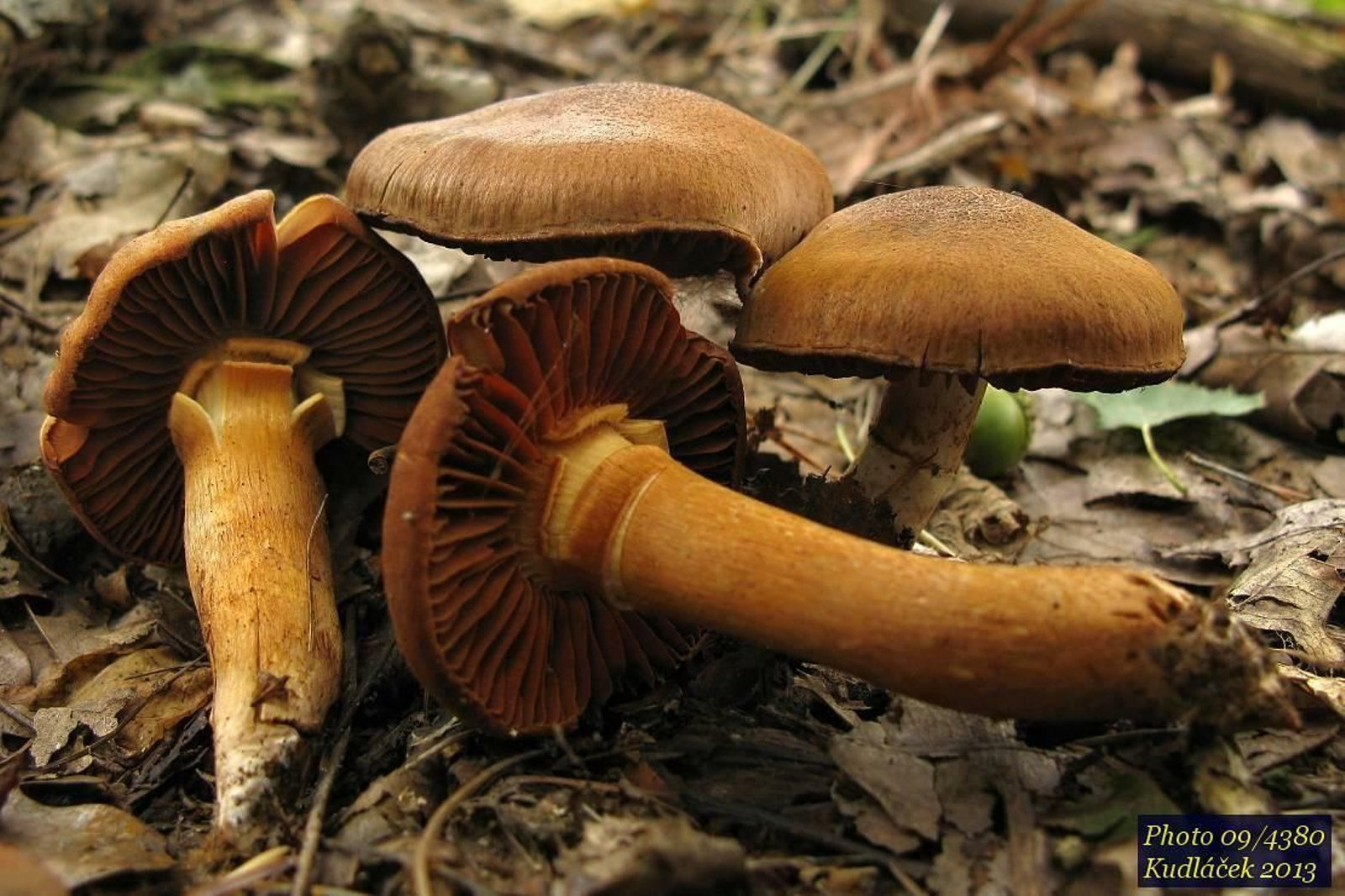 Cortinarius orellanus