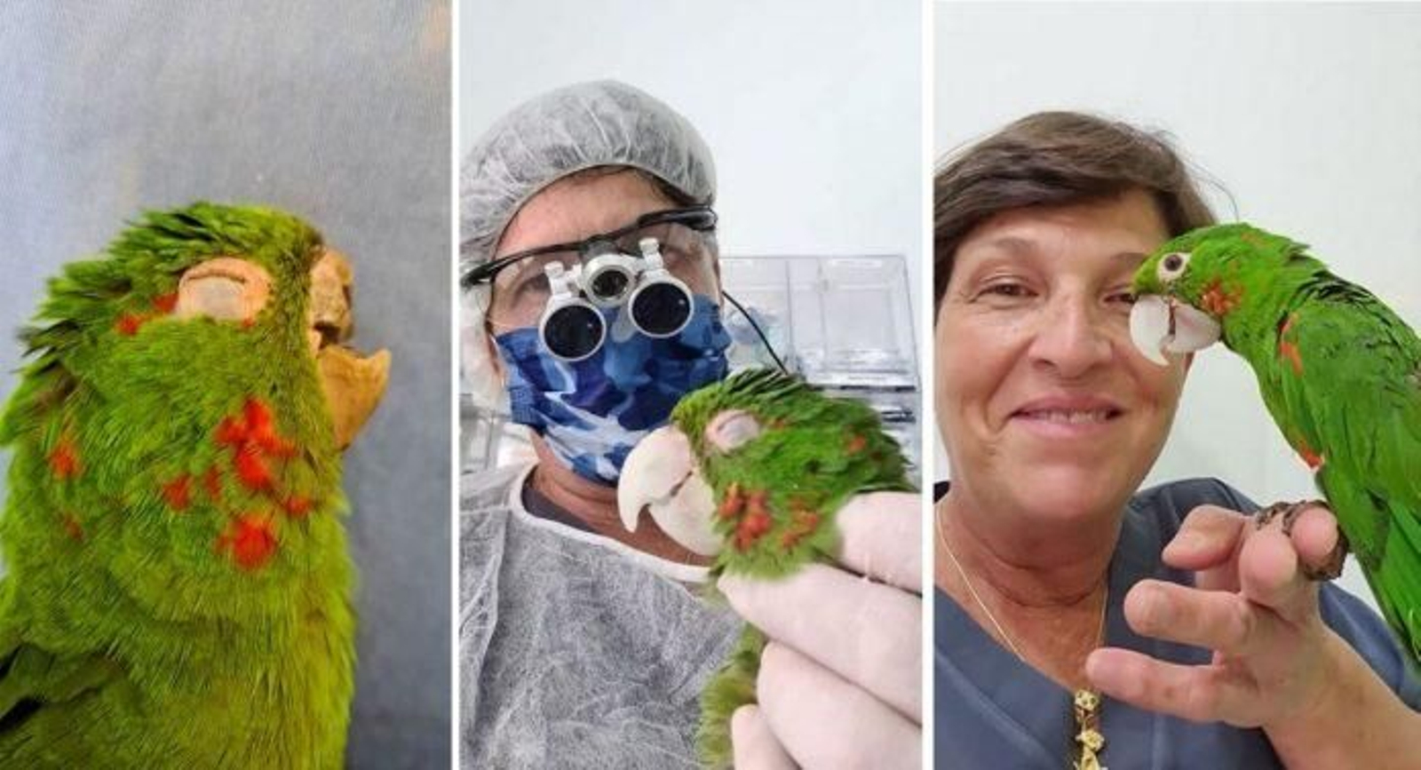 Una mujer reconstruye el pico de un loro y su vida cambia por completo