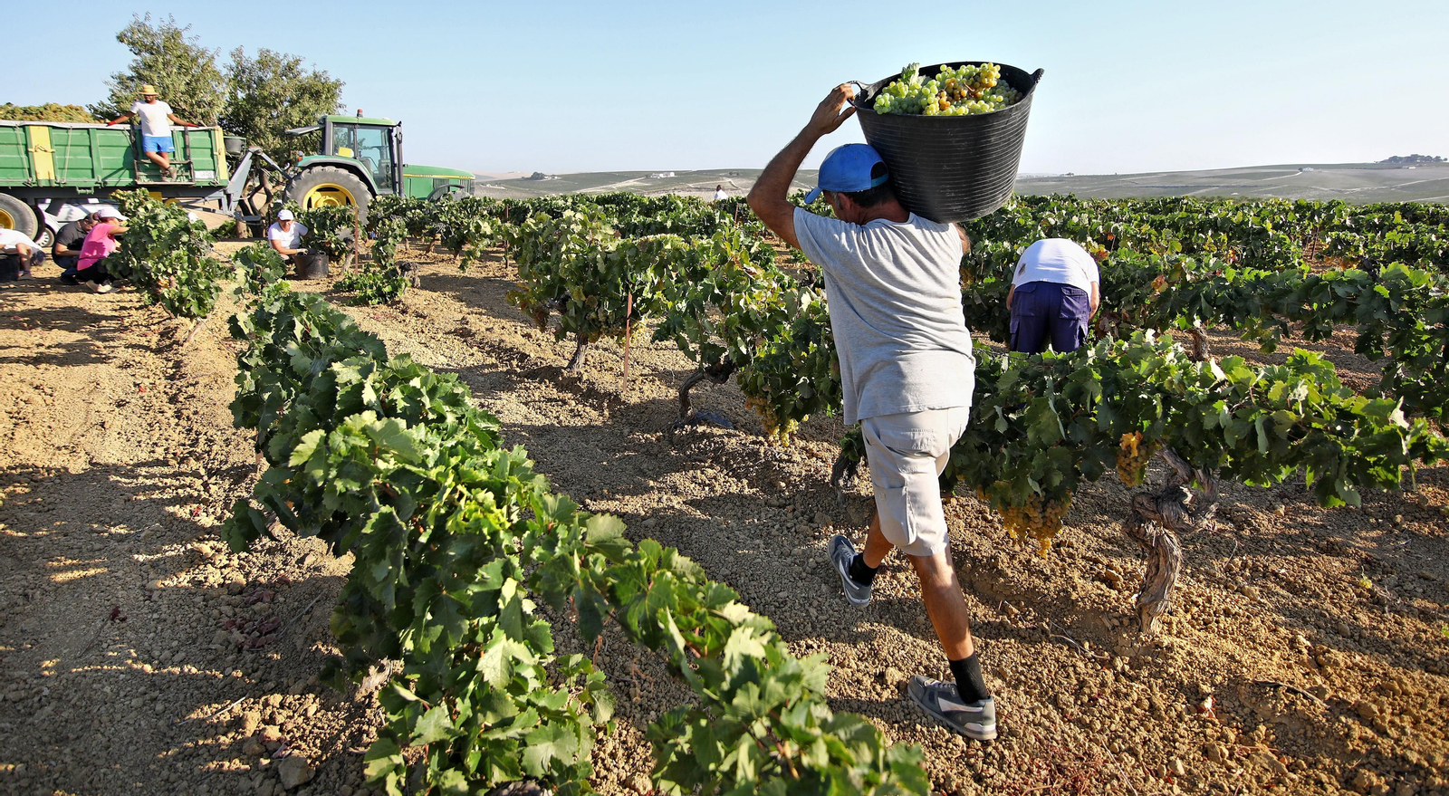 Un temporero con una espuerta cargada de uva en la viña El Canónigo, durante esta vendimia.
