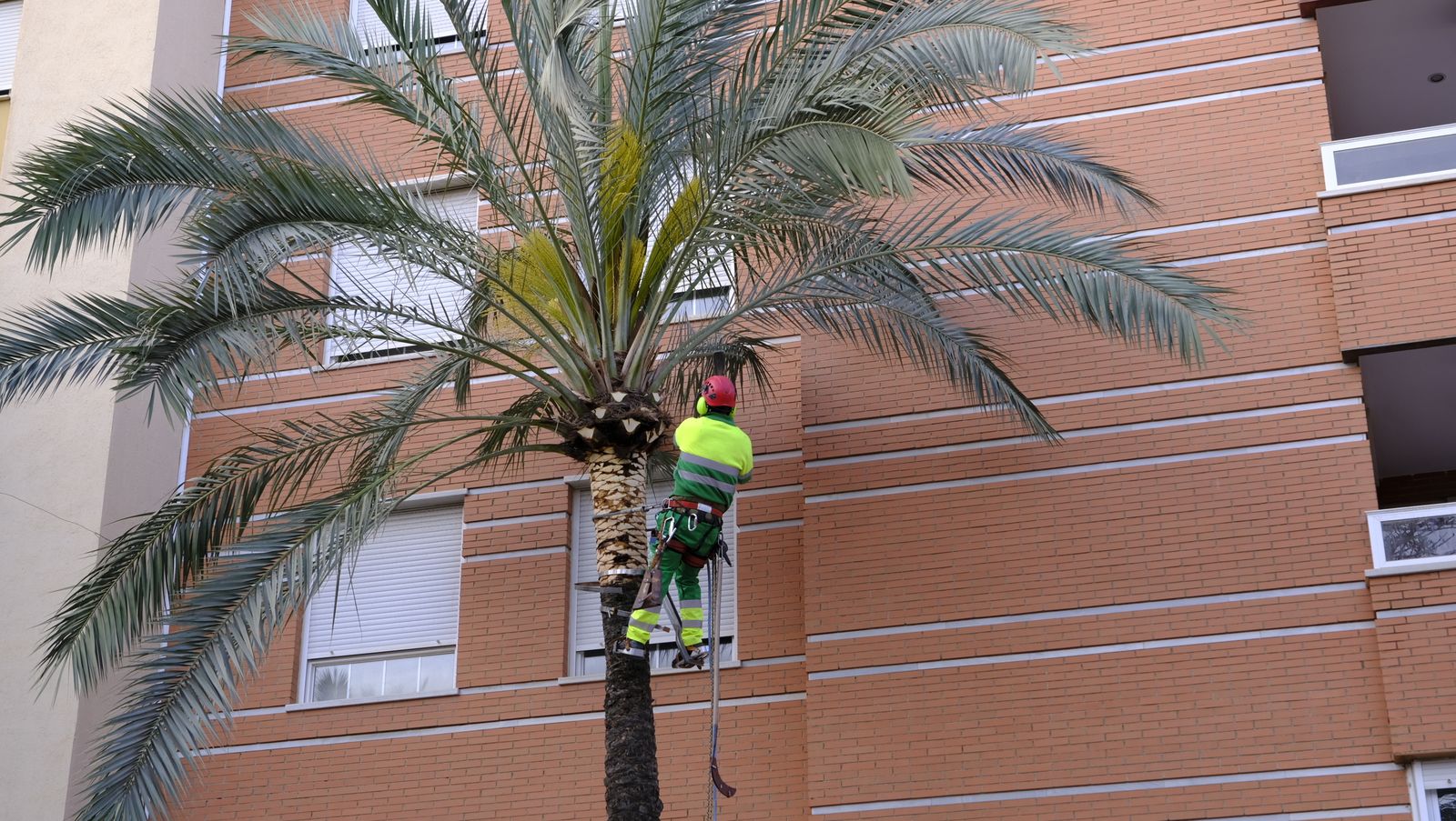 Fotogalería de la poda e inspección de las palmeras de la Avenida Cabo de Gata. Almería.