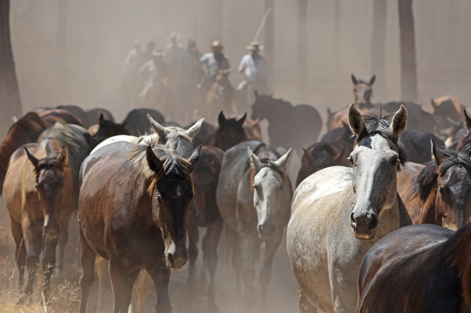 Las mejores imágenes de la Saca de las Yeguas 2025