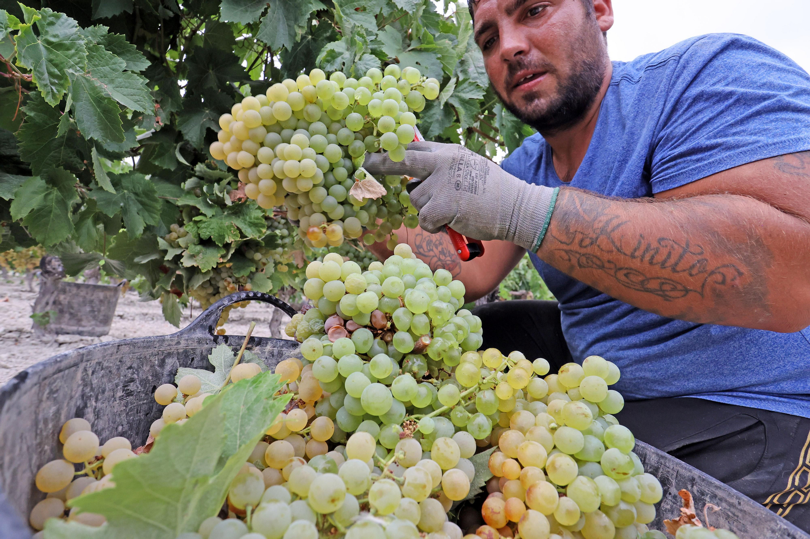 Vendimia a mano en Viña el Candelero en Jerez