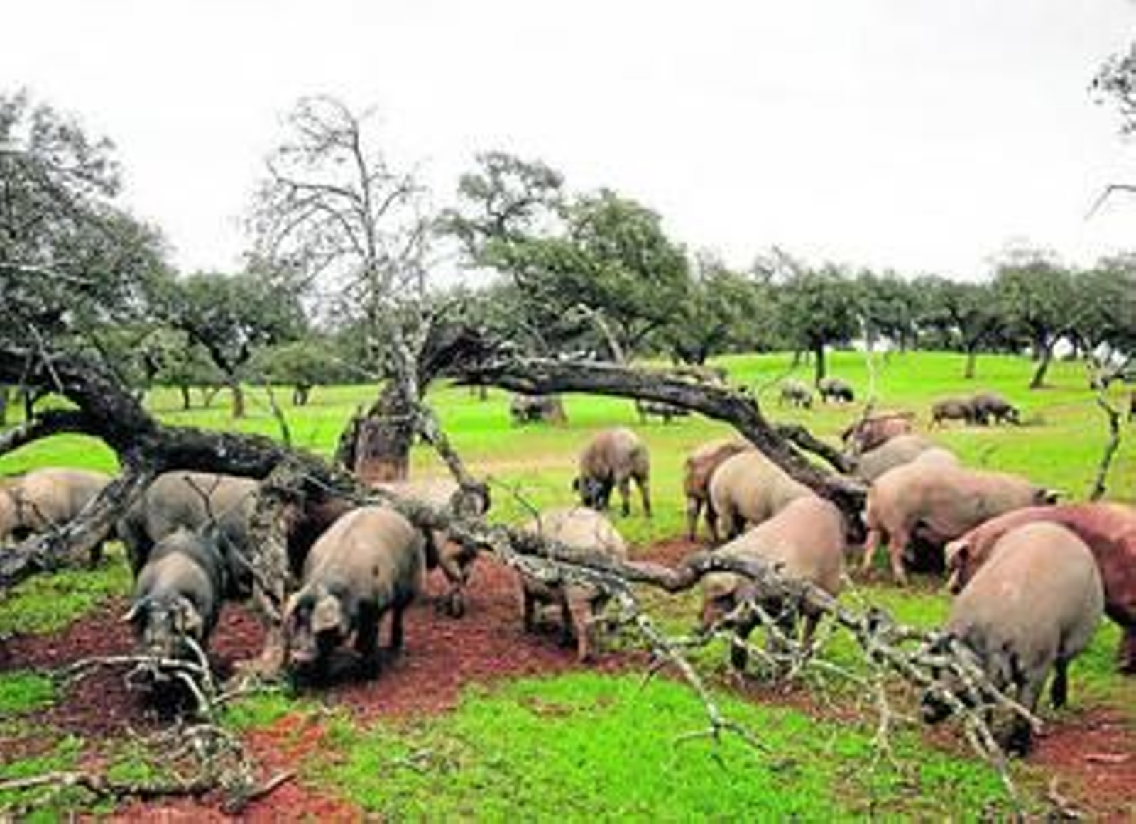 Una piara de cerdos en una finca del Andévalo onubense.
