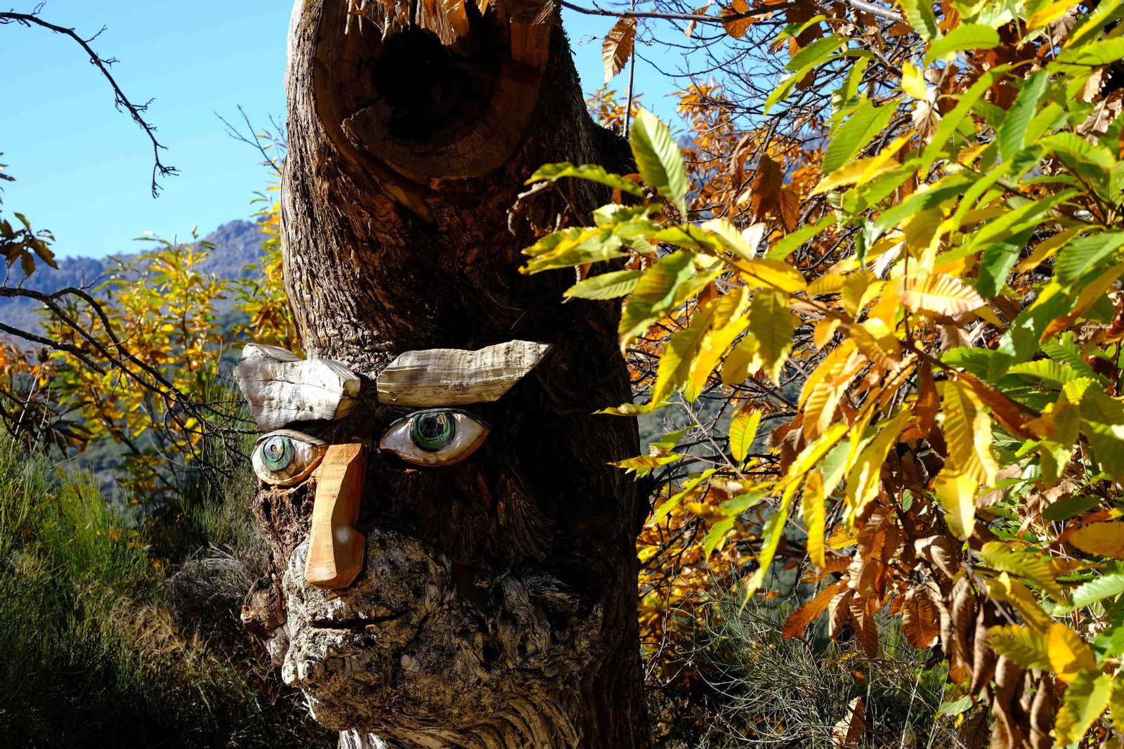El Bosque de Cobre, en imágenes
