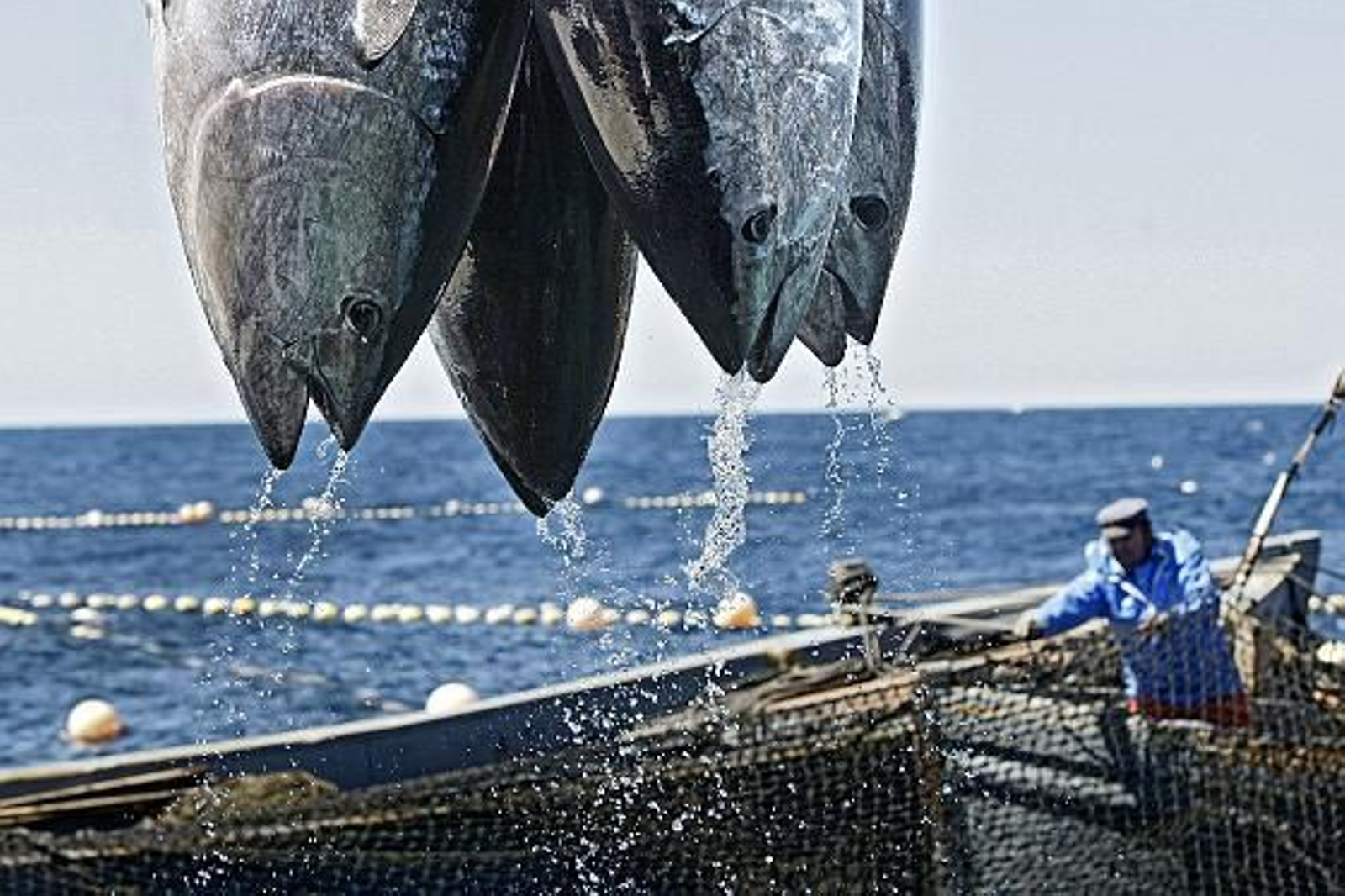 Cincuenta cocineros de elite asisten a la primera levantá en la almadraba de Barbate.

Foto: Julio Gonzalez