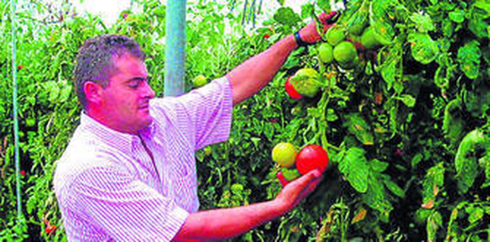Al igual que ocurre en Almería, la polilla del tomate asola también los cultivos de la Comunidad Valenciana.