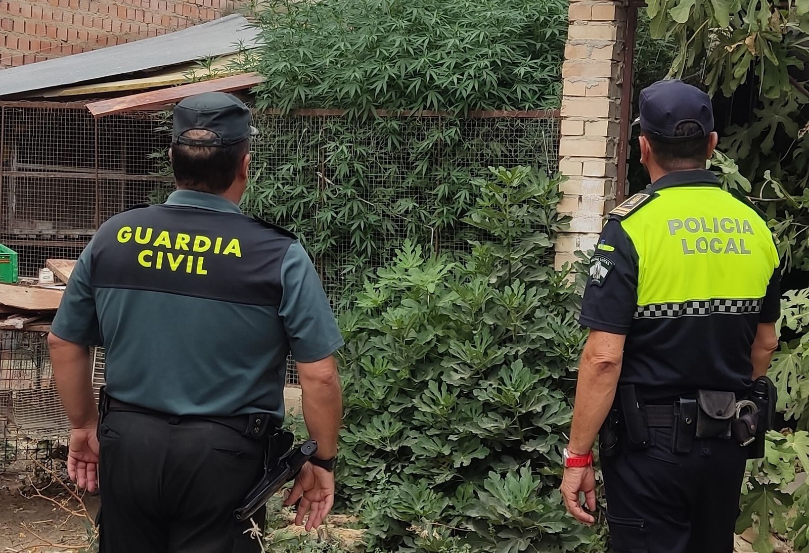 Plantación de marihuana en una nave de La Rambla.