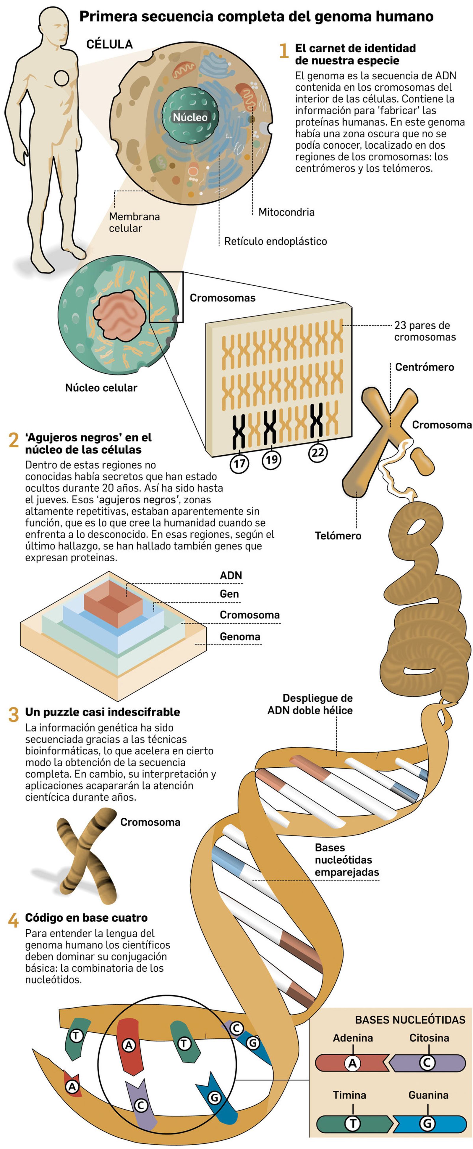 Infografía que explica el genoma humano. Fuente: elaboración propia.