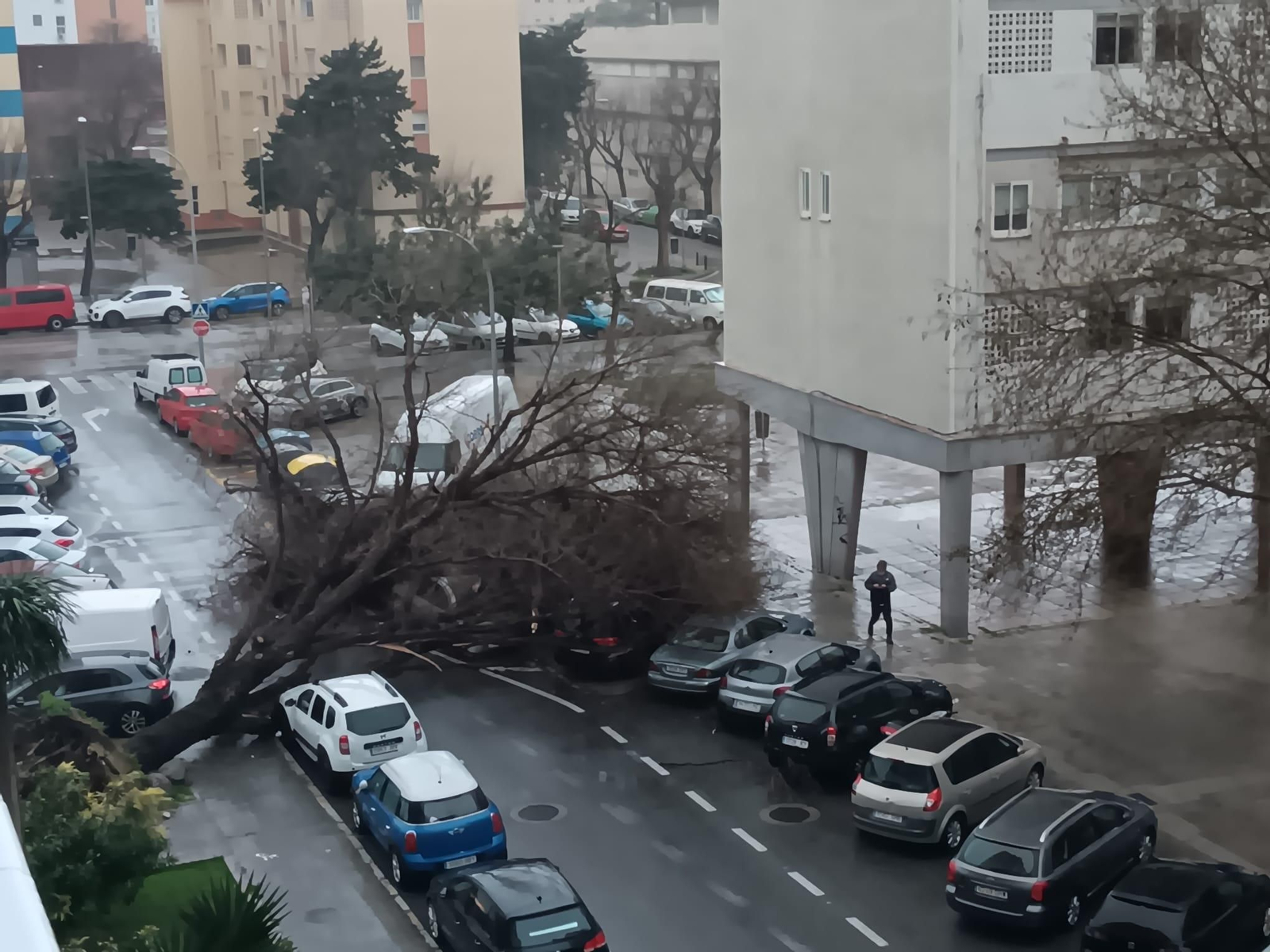 Árbol caído en la Barriada de La Paz, en la calle Torcuato Cayón