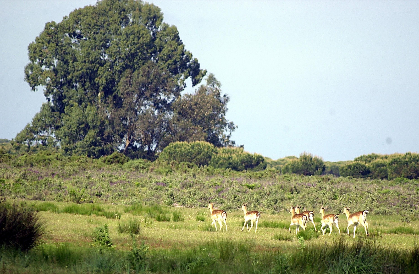 El Parque Nacional de Doñana. El Parque Nacional de Doñana.