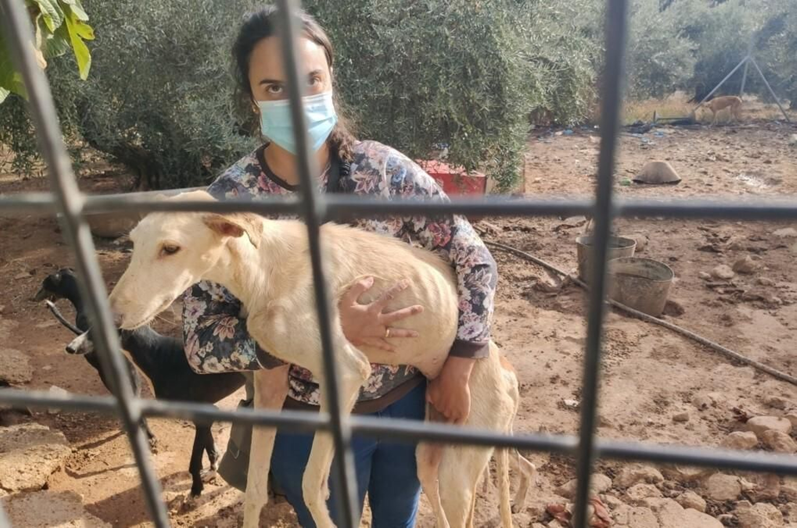 Un miembro de Galgos del Sur coge en brazos a uno de los animales, totalmente desnutrido.
