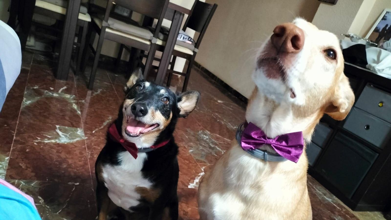 Tao y Simba, los perros de Lidia Pardo.