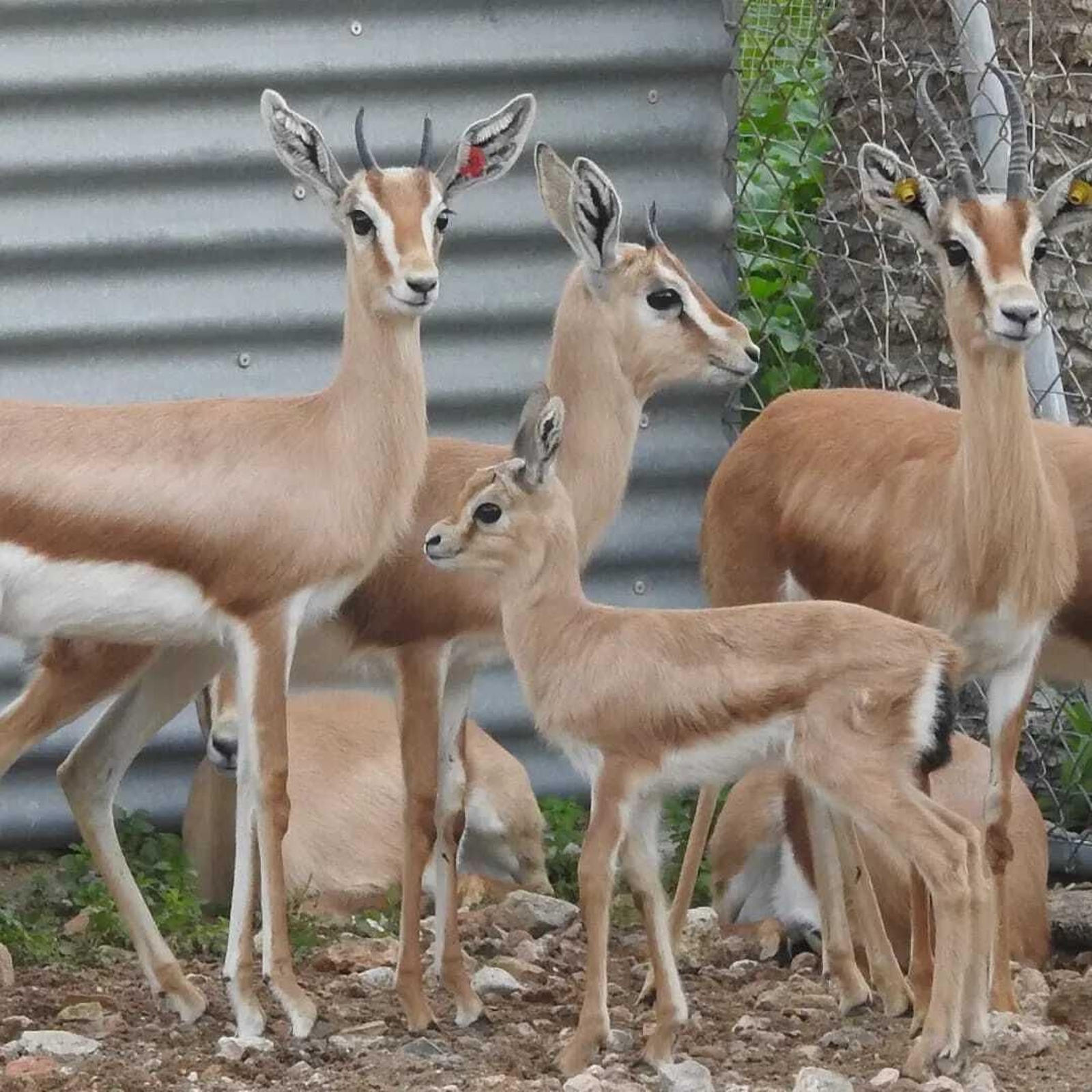 Un grupo de gacelas dorcas saharauis (Gazella dorcas neglecta) de diferentes edades en la Finca Experimental ‘La Hoya’