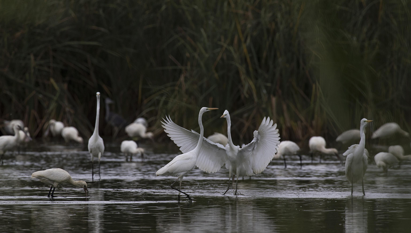 Doñana, imágenes de un mosaico de ecosistemas único