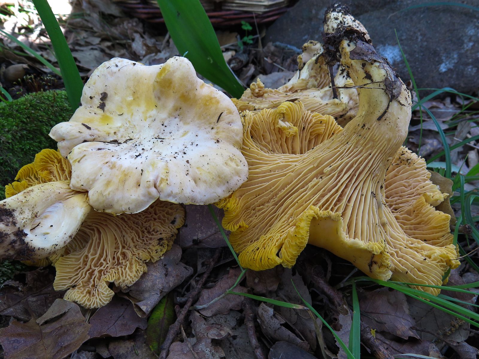 Hasta el 10 de diciembre habrá jornadas micológicas en Benalup-Casas Viejas