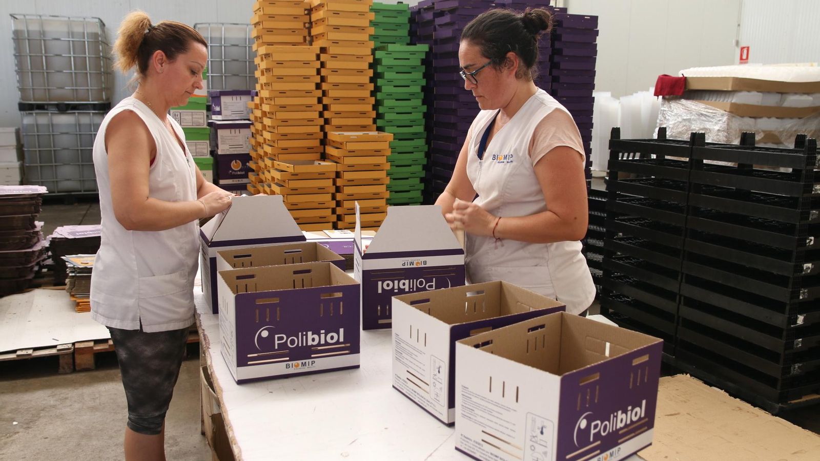 Montaje de cajas para el transporte de las colmenas.