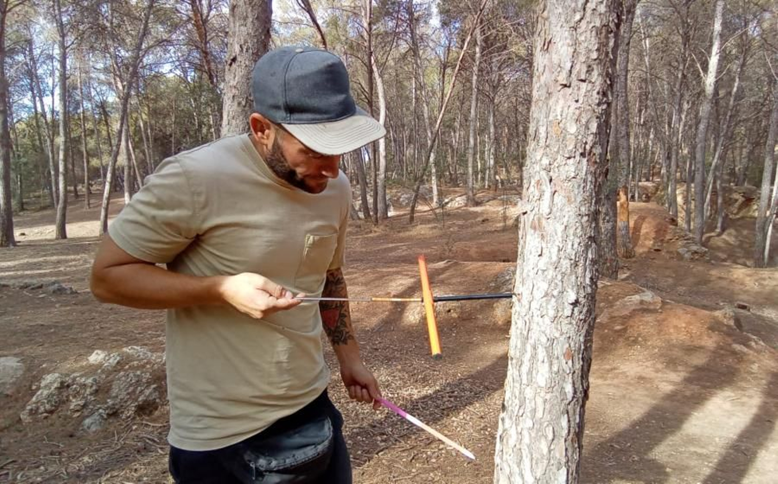 El investigador de la UCO, Antonio Cachinero Vivar, tomando muestras en un pino.