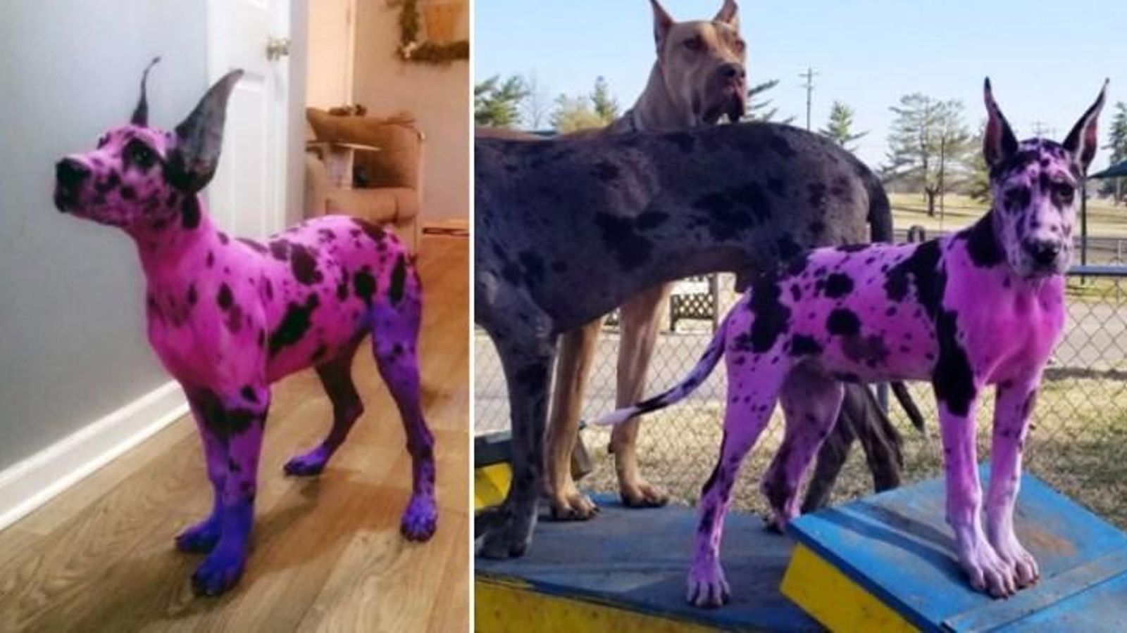 Drama- Gran Danés teñido