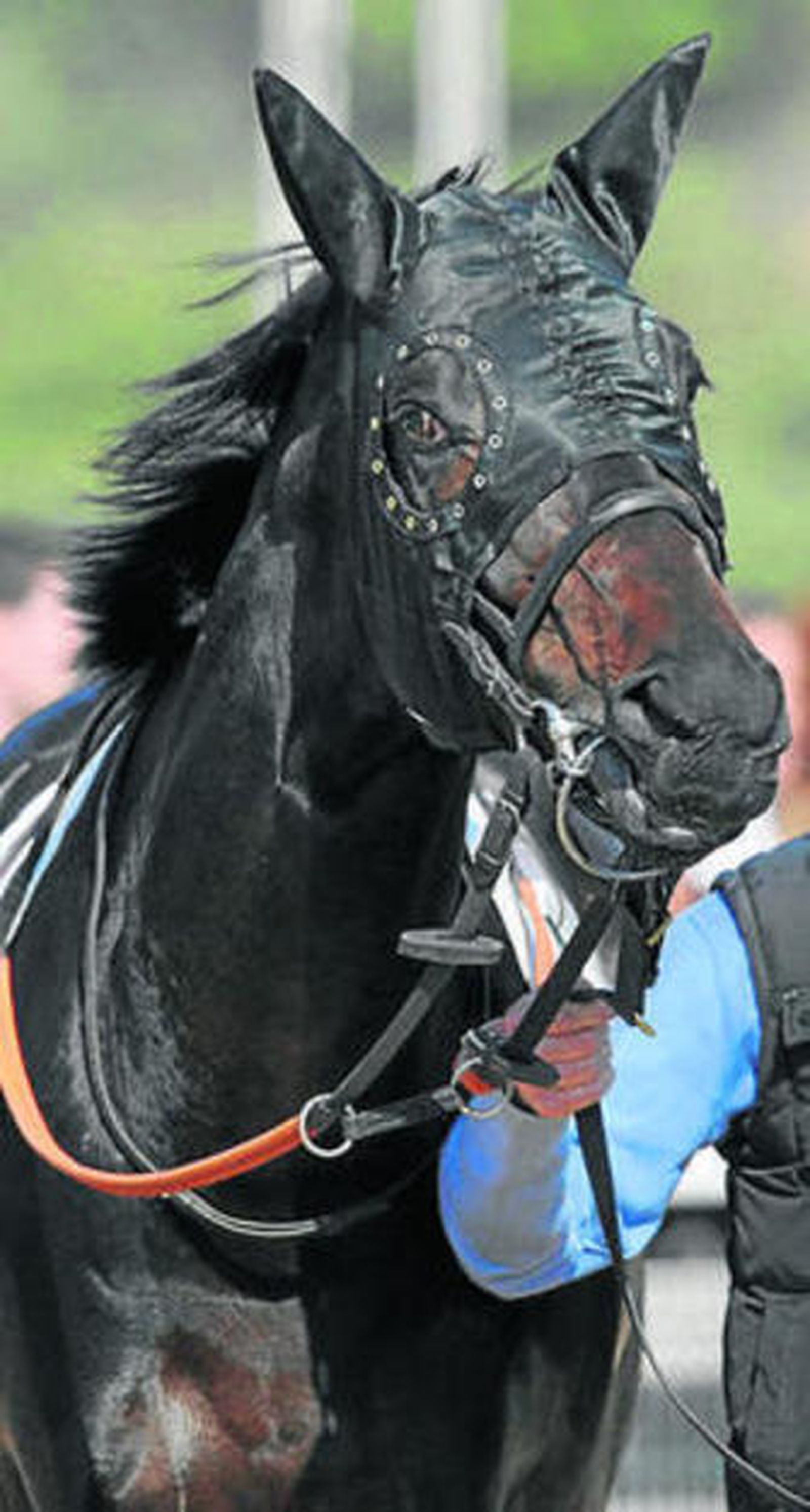 El caballo 'Ariete Arrollador'.