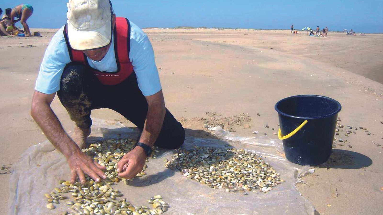 Coquinas de la costa onubense.