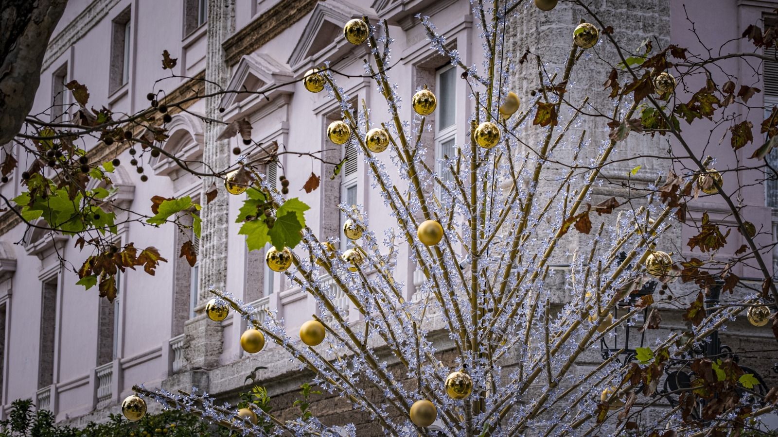 Exornos en uno de los árboles de la Plaza de España.