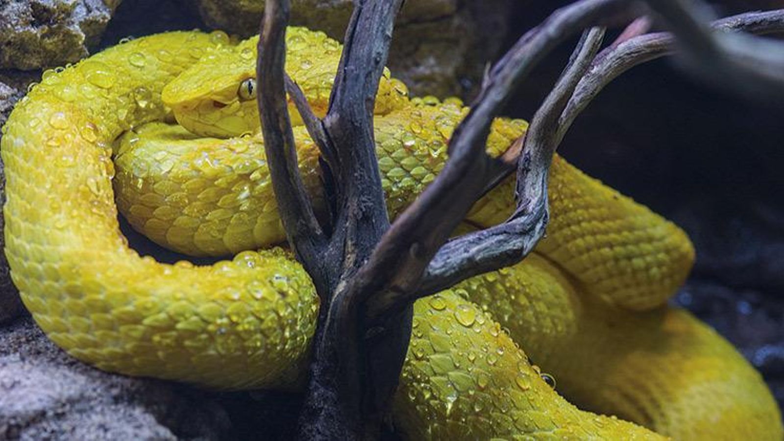 La exposición hace un recorrido por los distintos tipos de veneno.