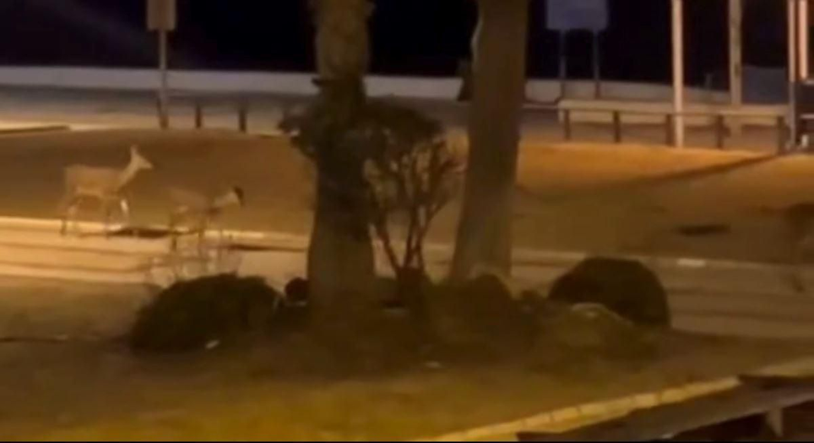 Ciervos en Matalascañas