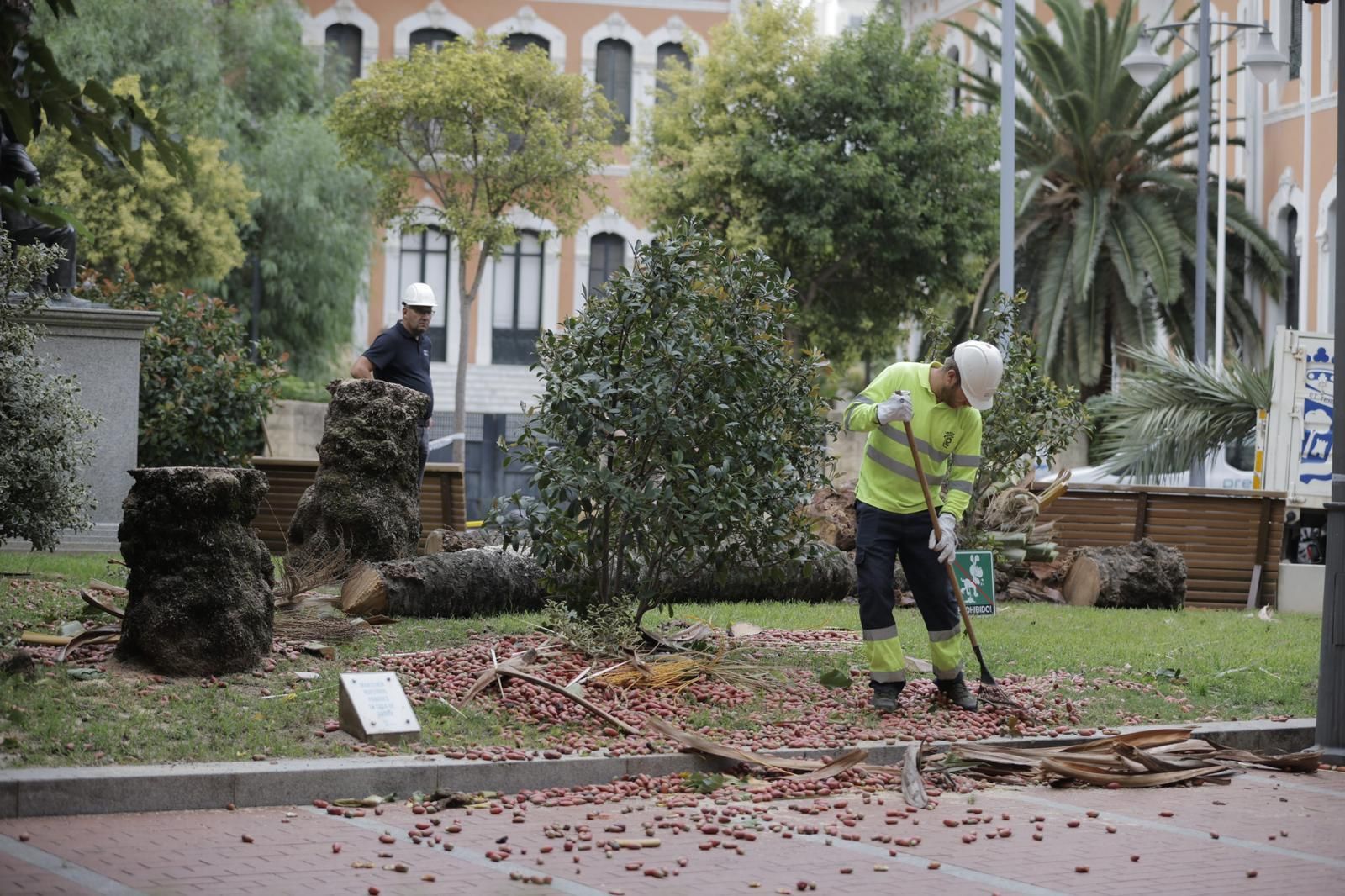 Susto en Huelva: las imágenes de la palmera derribada por el viento en El Punto