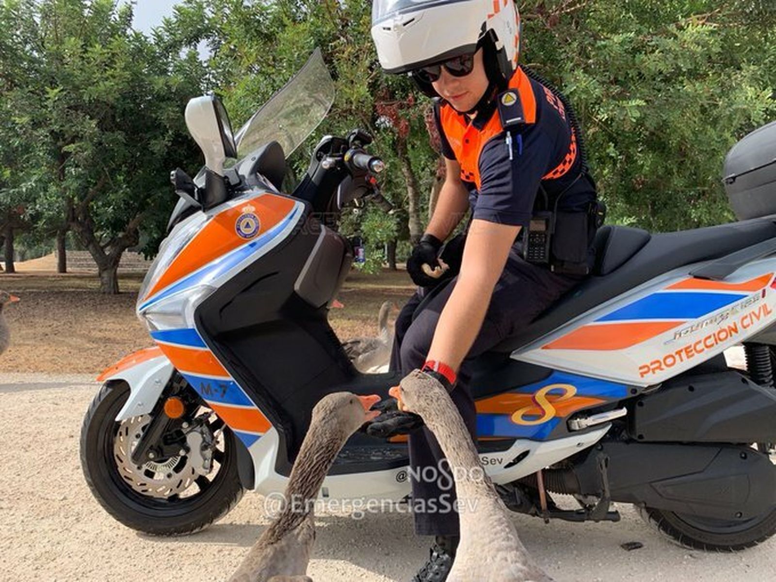 Un agente de Protección Civil alimenta a los patos.