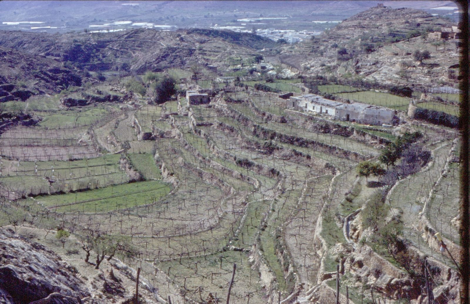 Labradores acomodados y grandes ganaderos