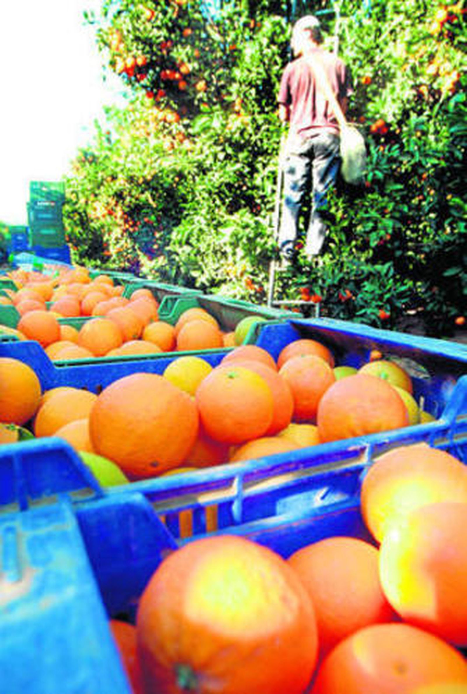 Naranjas en una explotación agrícola onubense.