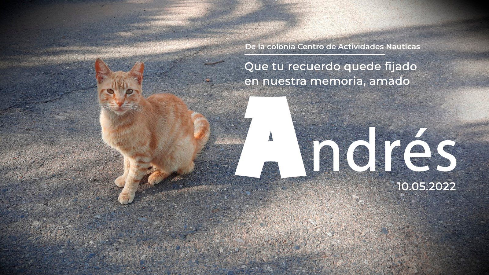 La Federación Animalista denunciará a un vecino que instó a su perro a atacar a un gato hasta matarlo